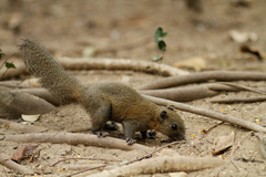 Gray-Bellied Squirrel photo 3