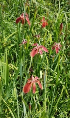 Iris fulva