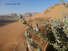 Stachys aegyptiaca