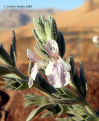Stachys aegyptiaca