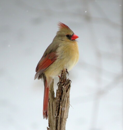 Northern Cardinal photographed in Delaware