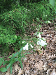 Penstemon laxiflorus
