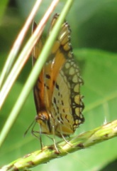Byblia
