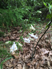 Penstemon laxiflorus