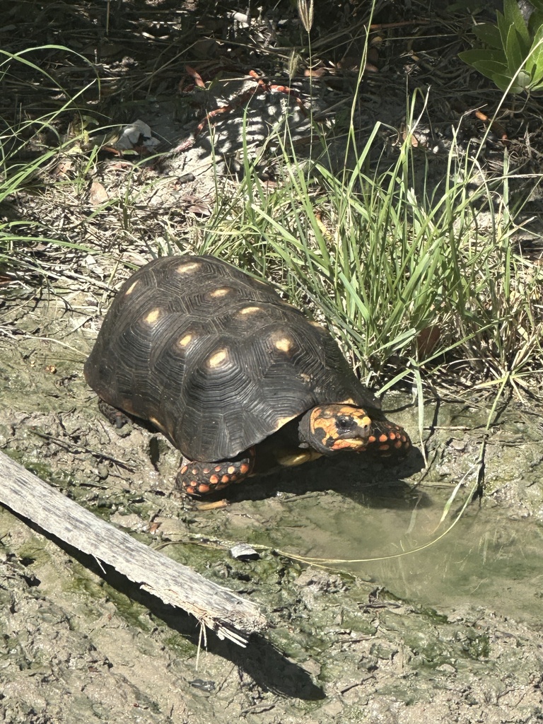 Red-footed Tortoise from Saint-Barthelemy, Saint Barthélemy, BL on ...