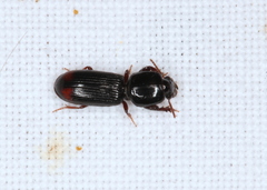 Clivina