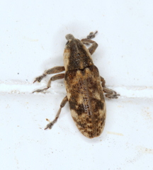 Hypolixus mastersii