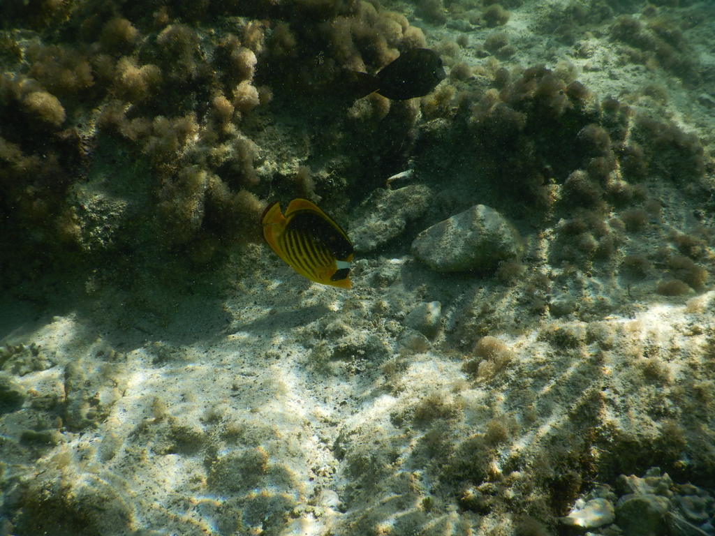 Diagonal butterflyfish