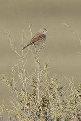 Curruca conspicillata