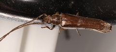 Neostenus