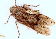 Erilla turneri