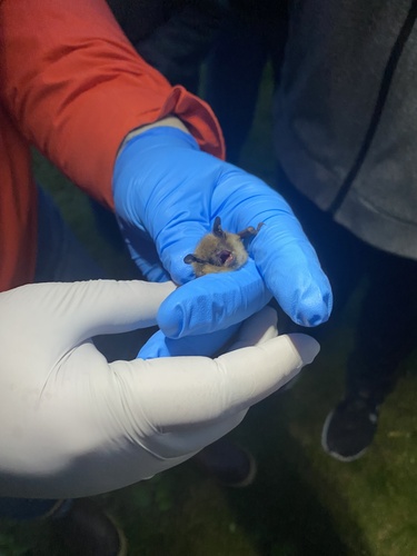 Little Brown Bat photographed in Alaska