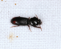 Clivina