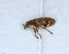 Hypolixus mastersii