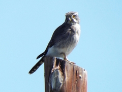 Spiziapteryx circumcincta