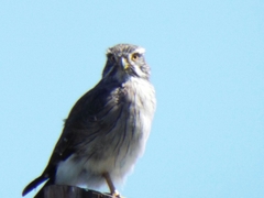 Spiziapteryx circumcincta