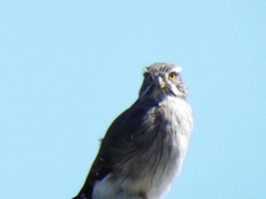 Spiziapteryx circumcincta