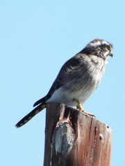 Spiziapteryx circumcincta