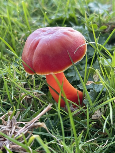 Scarlet Waxy Cap