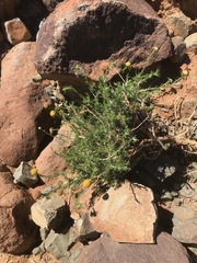 Pentzia globosa
