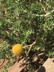 Pentzia globosa