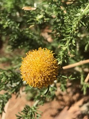 Pentzia globosa