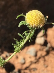 Pentzia globosa