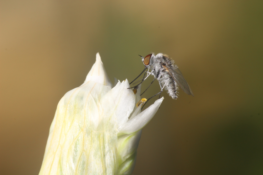 Geron gibbosus