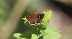 Butleria