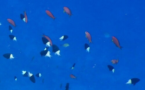 Chocolatedip chromis (Chromis dimidiata) — Pomacentridae — 5