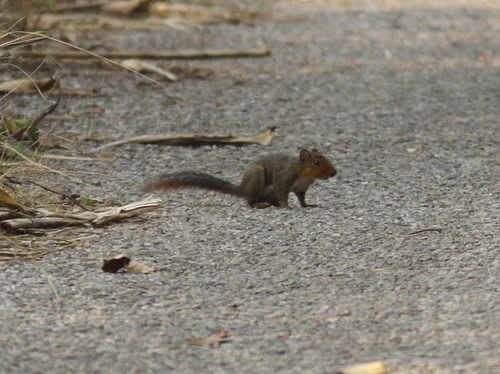Dremomys rufigenis