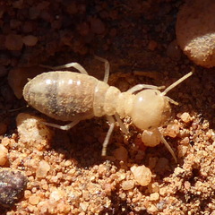 Hodotermitidae