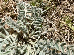 Astragalus mollissimus