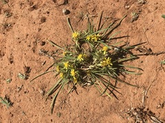 Geigeria burkei