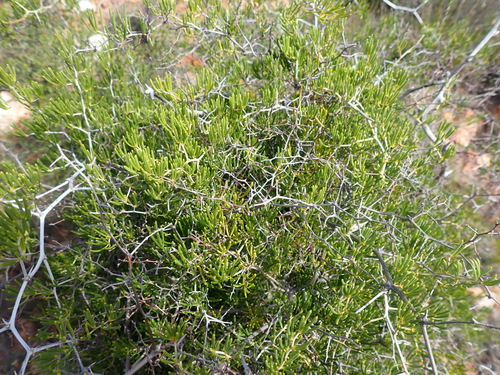 Image of Asparagus crassicladus by (c) Nicola van Berkel, some rights reserved (CC BY-SA)