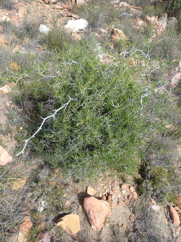 Image of Asparagus crassicladus by (c) Nicola van Berkel, some rights reserved (CC BY-SA)