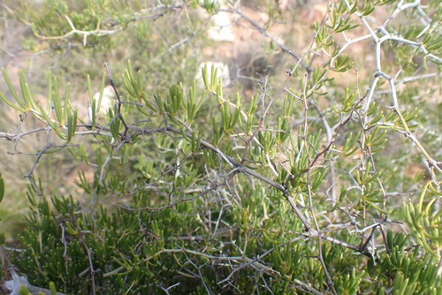 Image of Asparagus crassicladus by (c) Nicola van Berkel, some rights reserved (CC BY-SA)