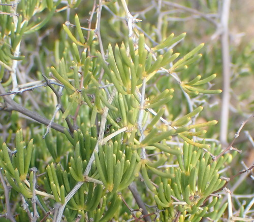 Thick-stem Asparagus (Asparagus crassicladus)