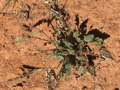 Hermannia coccocarpa