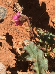 Hermannia coccocarpa