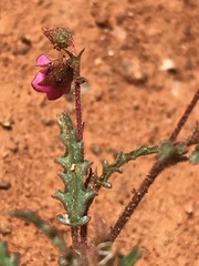 Hermannia coccocarpa