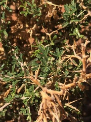 Melolobium candicans