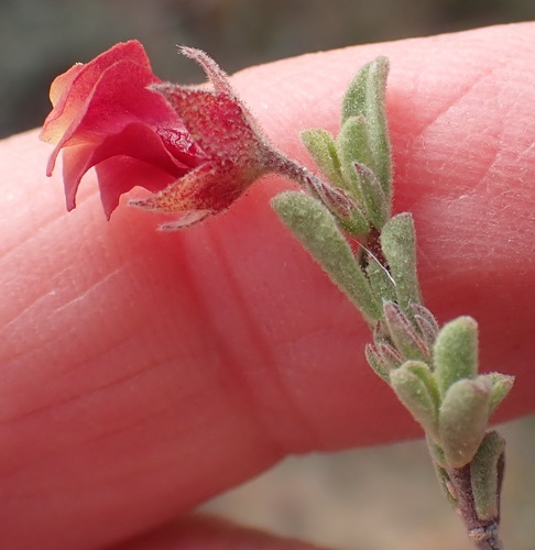 Image of Hermannia flammula by (c) Nicola van Berkel, some rights reserved (CC BY-SA)
