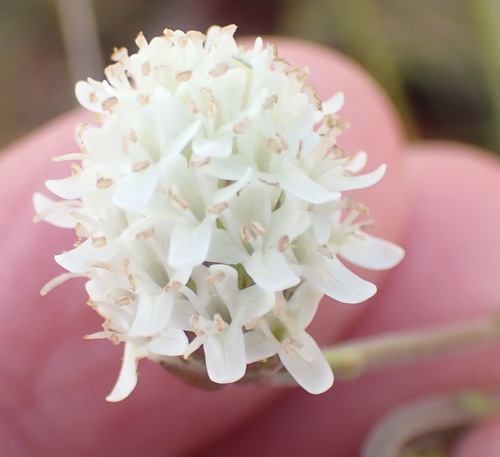 Elegant Capewort (Phyllopodium elegans)