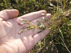 Claytonia virginica
