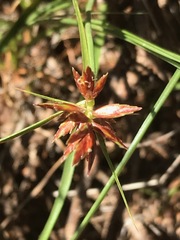 Cyperus usitatus