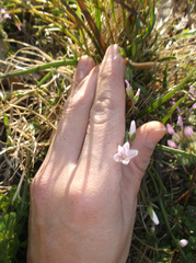 Claytonia virginica