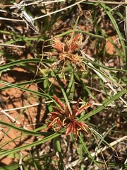 Cyperus usitatus