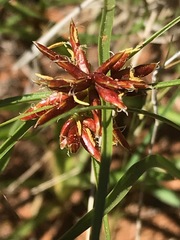 Cyperus usitatus