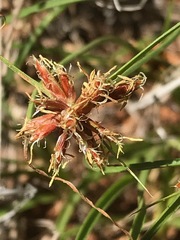 Cyperus usitatus